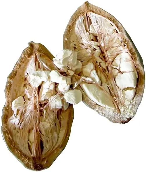 Baobab en polvo BIO 500g – 100% puro y natural, calidad premium - Imagen 3